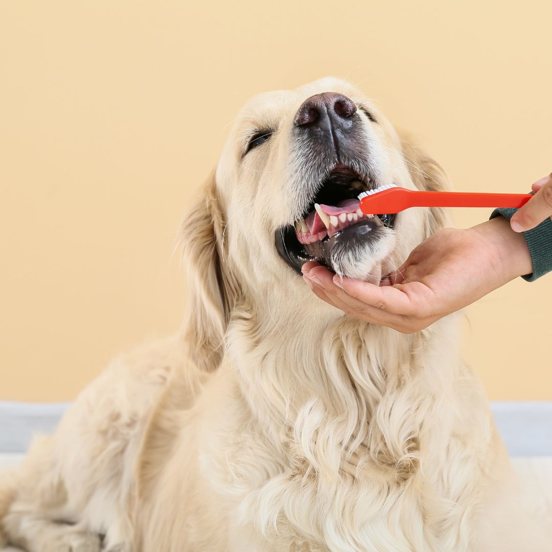 A dog being brushed by a hand