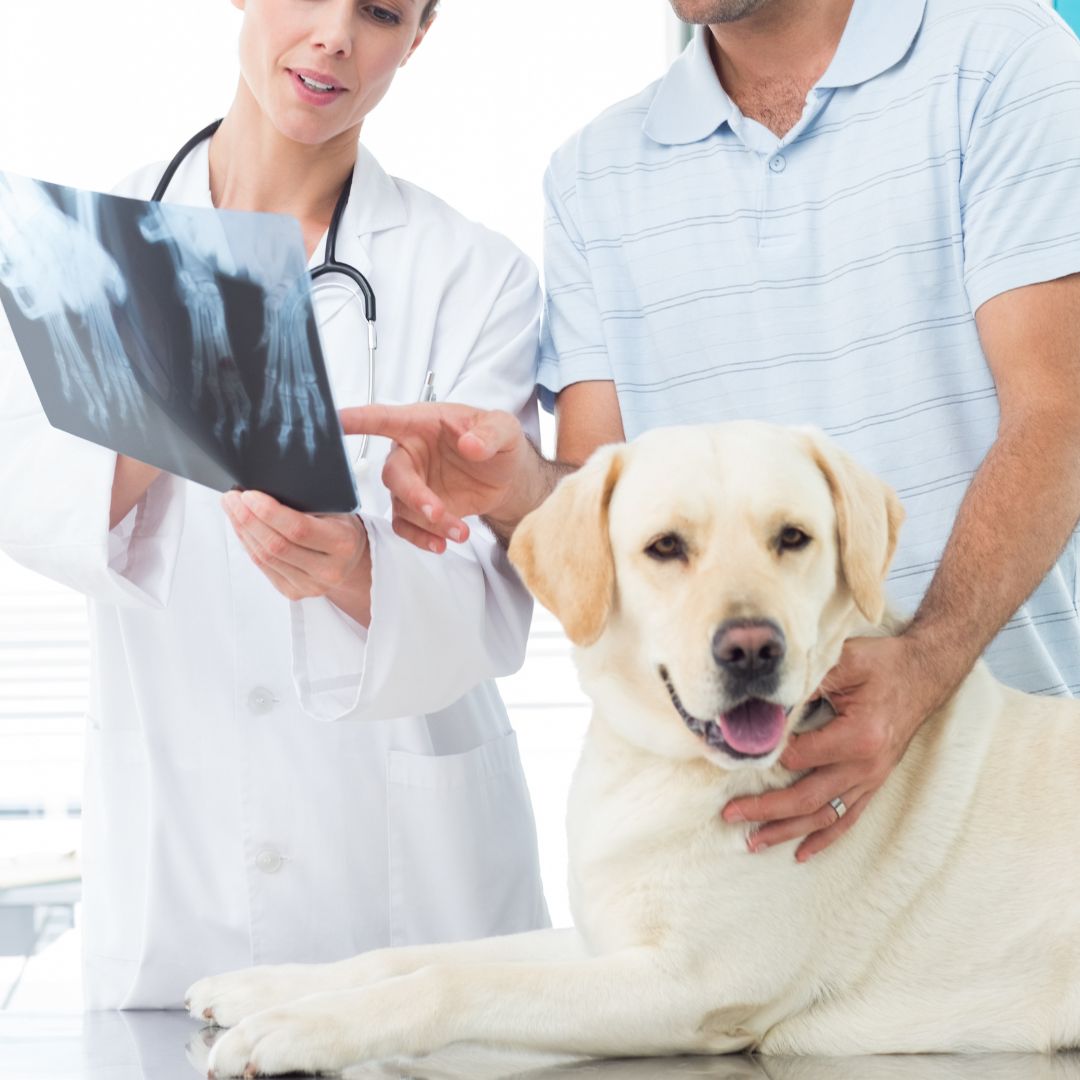 A person and person looking at an x-ray of a dog