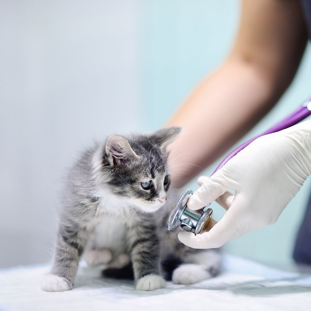 A person holding a stethoscope to a kitten