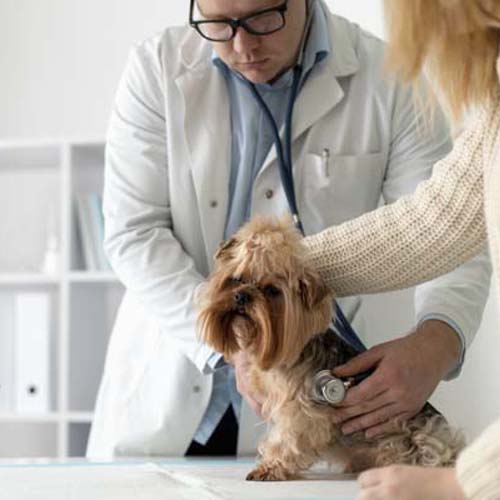 a dog being checked by a doctor