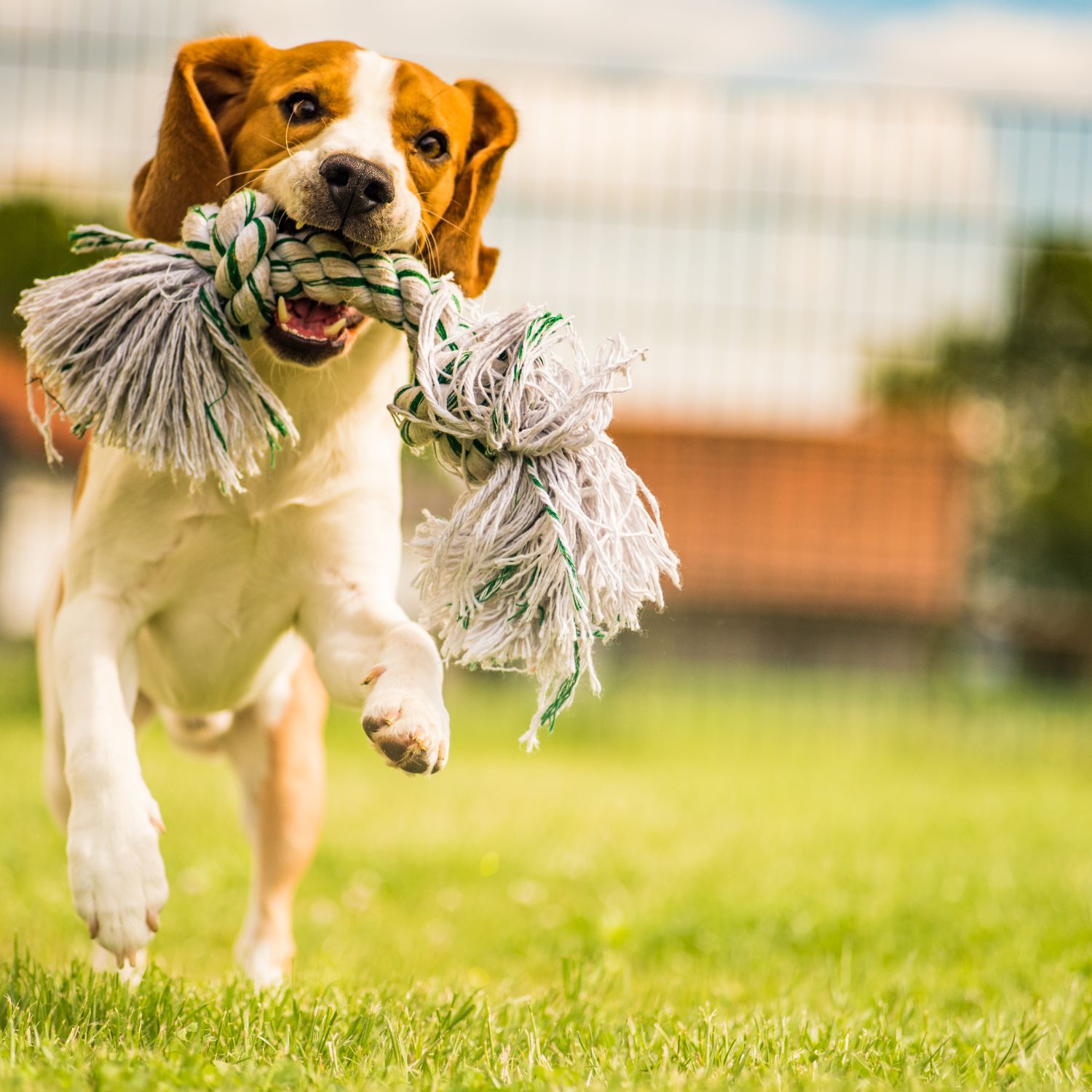 a dog running with a rope in its mouth