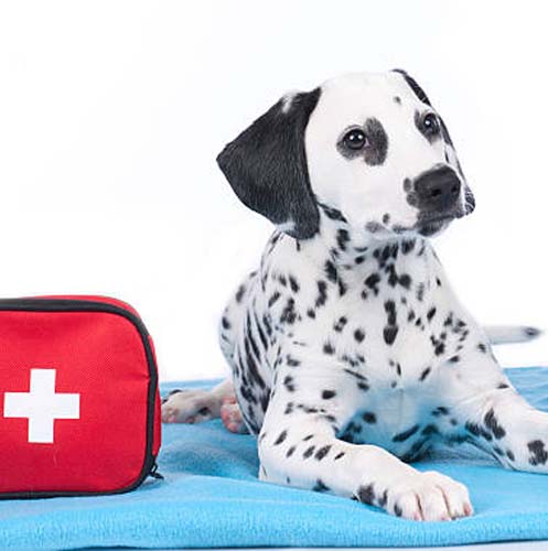a dog lying on a blanket next to a first aid kit