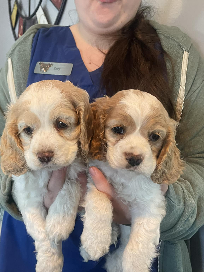 a person holding two puppies
