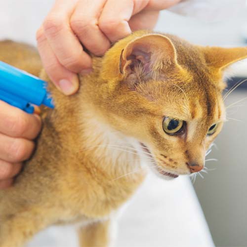 a person spraying a cat's ear