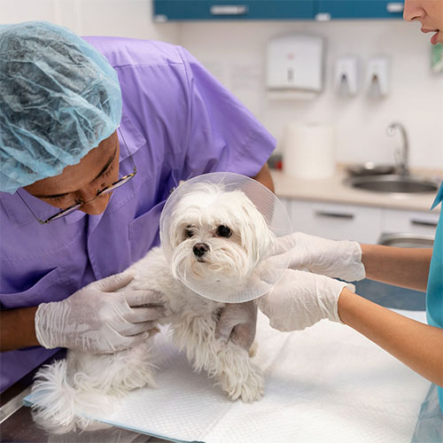 vet examining a small white dog